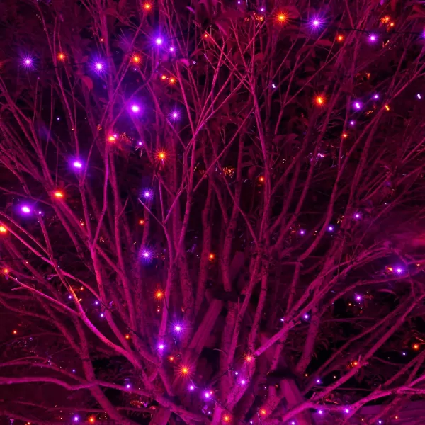 Dazzle Bright 33FT 100 LED Christmas String Lights Indoor Outdoor Waterproof Warm White Christmas Lights Green Wire Twinkle Lights Plug in for Tree Room Bedroom Wedding Xmas DecorationsPurple and Orange