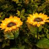 imageDazzle Bright Solar Pathway Lights Outdoor 12 Pack LED Solar Powered Waterproof Garden Lights Landscape Lighting for Walkway Driveway Lawn Patio Yard Decoration Warm White2Pack Sunflower