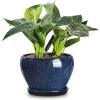imagevicrays Ceramic Plant Pots Indoor  65 Inch Planter Pot with Drainage Hole and Saucer for Succulent Orchid Flower Herbs Cactus  Ideal for Gardening Home Desktop Office Decor  RedBlue