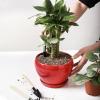 imagevicrays Ceramic Plant Pots Indoor  65 Inch Planter Pot with Drainage Hole and Saucer for Succulent Orchid Flower Herbs Cactus  Ideal for Gardening Home Desktop Office Decor  RedRed