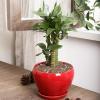 imagevicrays Ceramic Plant Pots Indoor  65 Inch Planter Pot with Drainage Hole and Saucer for Succulent Orchid Flower Herbs Cactus  Ideal for Gardening Home Desktop Office Decor  RedRed