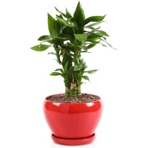 imagevicrays Ceramic Plant Pots Indoor  65 Inch Planter Pot with Drainage Hole and Saucer for Succulent Orchid Flower Herbs Cactus  Ideal for Gardening Home Desktop Office Decor  RedRed