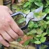imageSenteibasami Carbon Steel PrunerSecateurs with Genuine Leather Holster ampamp NonSlip Grip Made in Japan by Nisaku for SunJoe