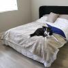 imageKritter Planet Waterproof Bed Blanket for Couples Washable Stain Proof Pad Bed Cover Reversible Leakproof Furniture Protector Liquid Proof Blanket for Couch Sofa 50x60 inch Queen Size PurpleNavyTaupe