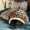imageKritter Planet Dog Blankets for Large Dogs Soft Fluffy Fleece Pet Blankets for Couch Sofa Dog Beds Car Seats Creat Washable 50x60 inches BrownCheetah