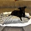 imageKritter Planet Waterproof Small Dog Blanket Paw Print Soft Puppy BlanketWashable Furniture Protector Dog Blanket for CarReversible Sherpa Fleece Couch Cover for Small PetsLight Grey